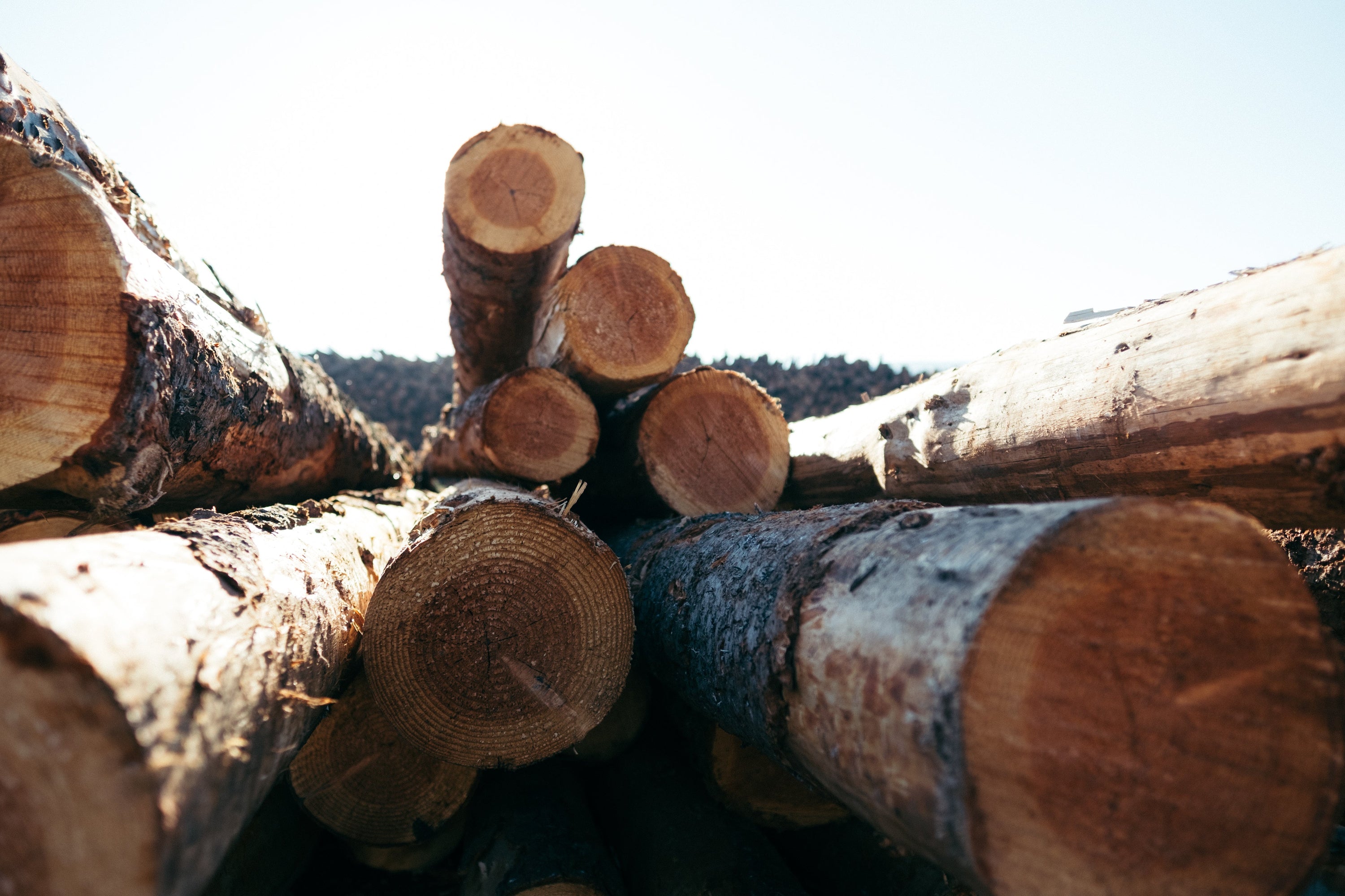 Mastering Moisture Content for Firewood: From Green Wood to Kiln-Dried — All You Need to Know