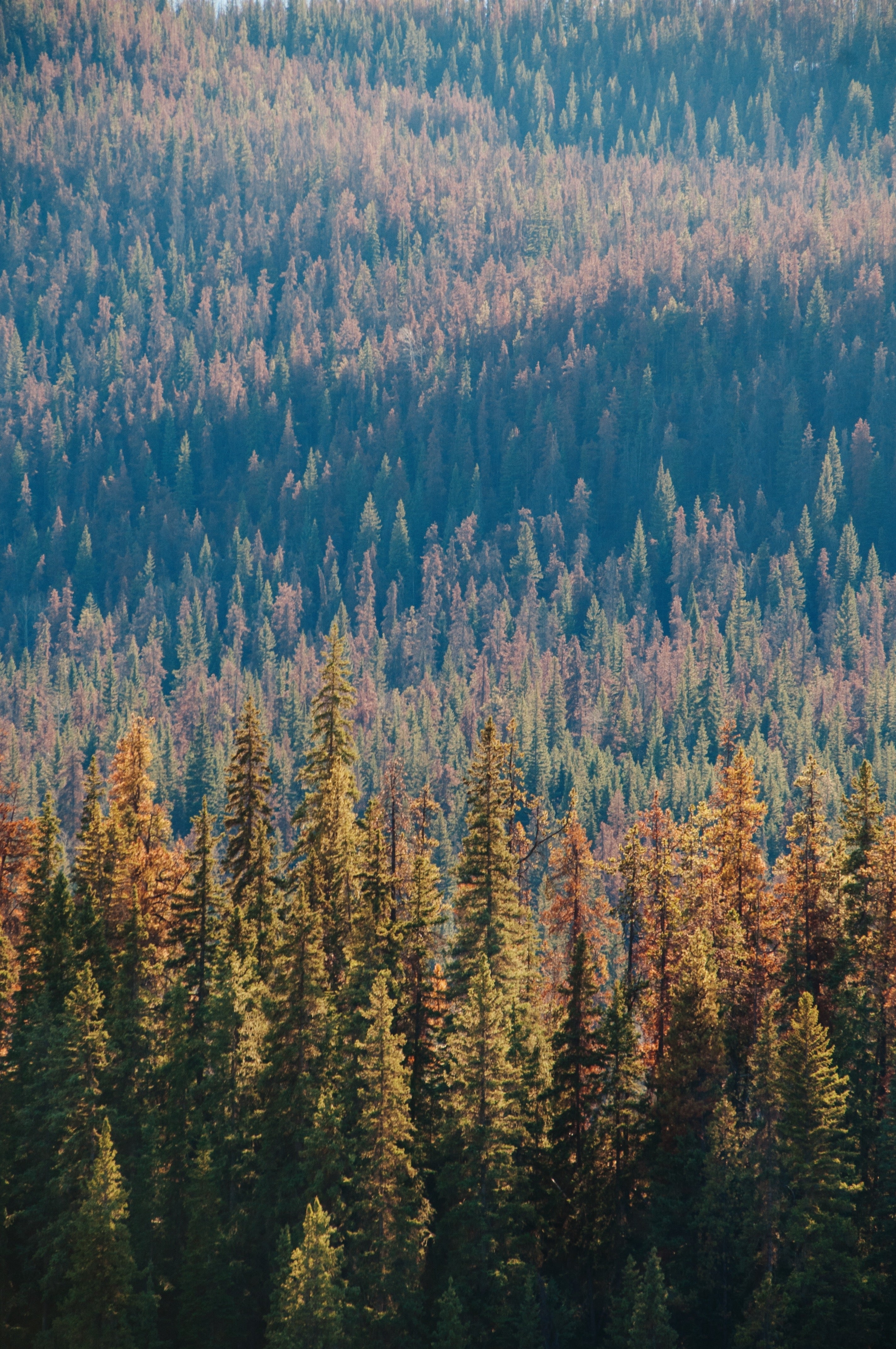 Is Larch Good Firewood? A Complete Guide to Larch Logs for Home Heating