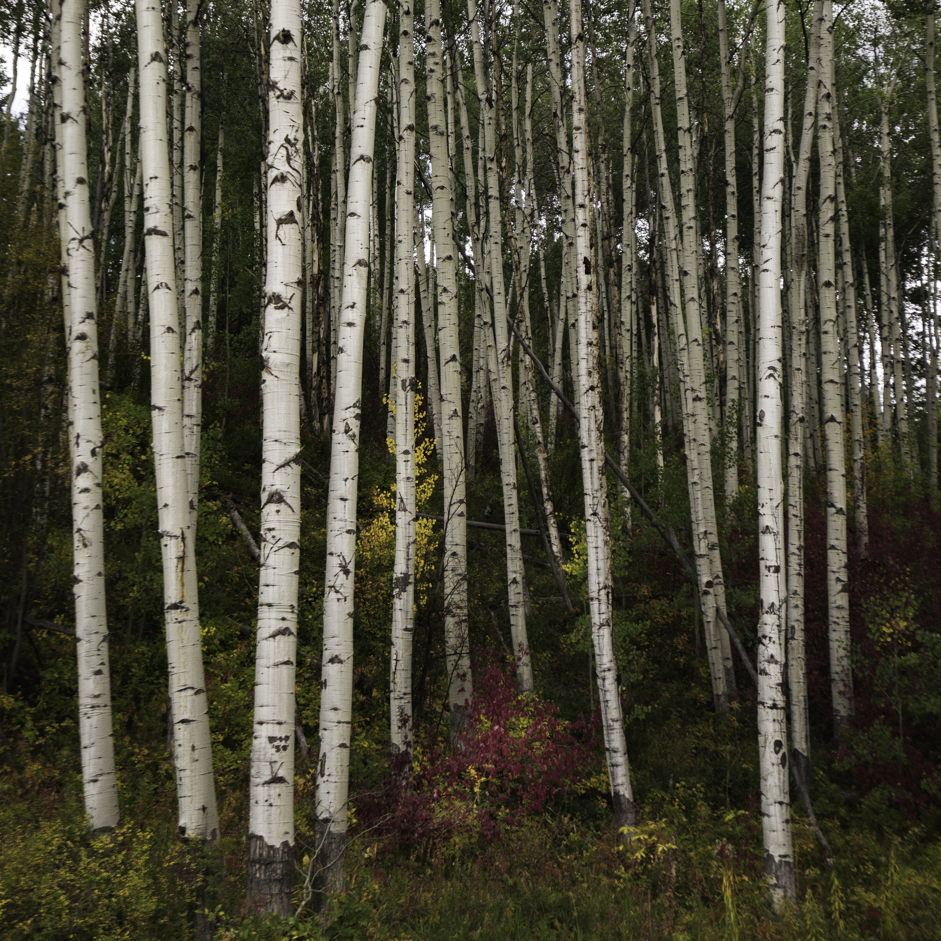 Silver Birch tree