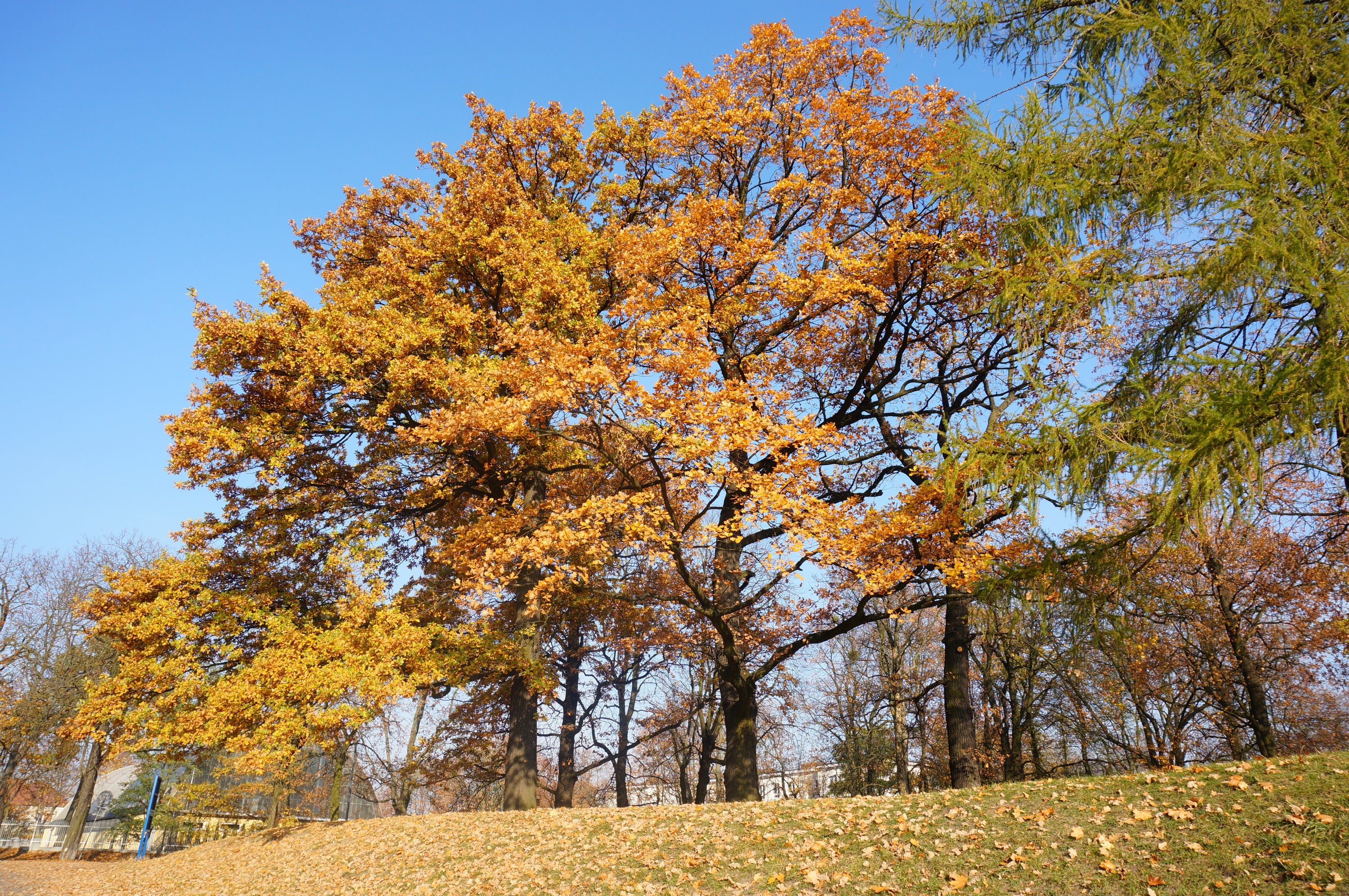 Is Beech Good Firewood? A Complete Guide to Premium Heating