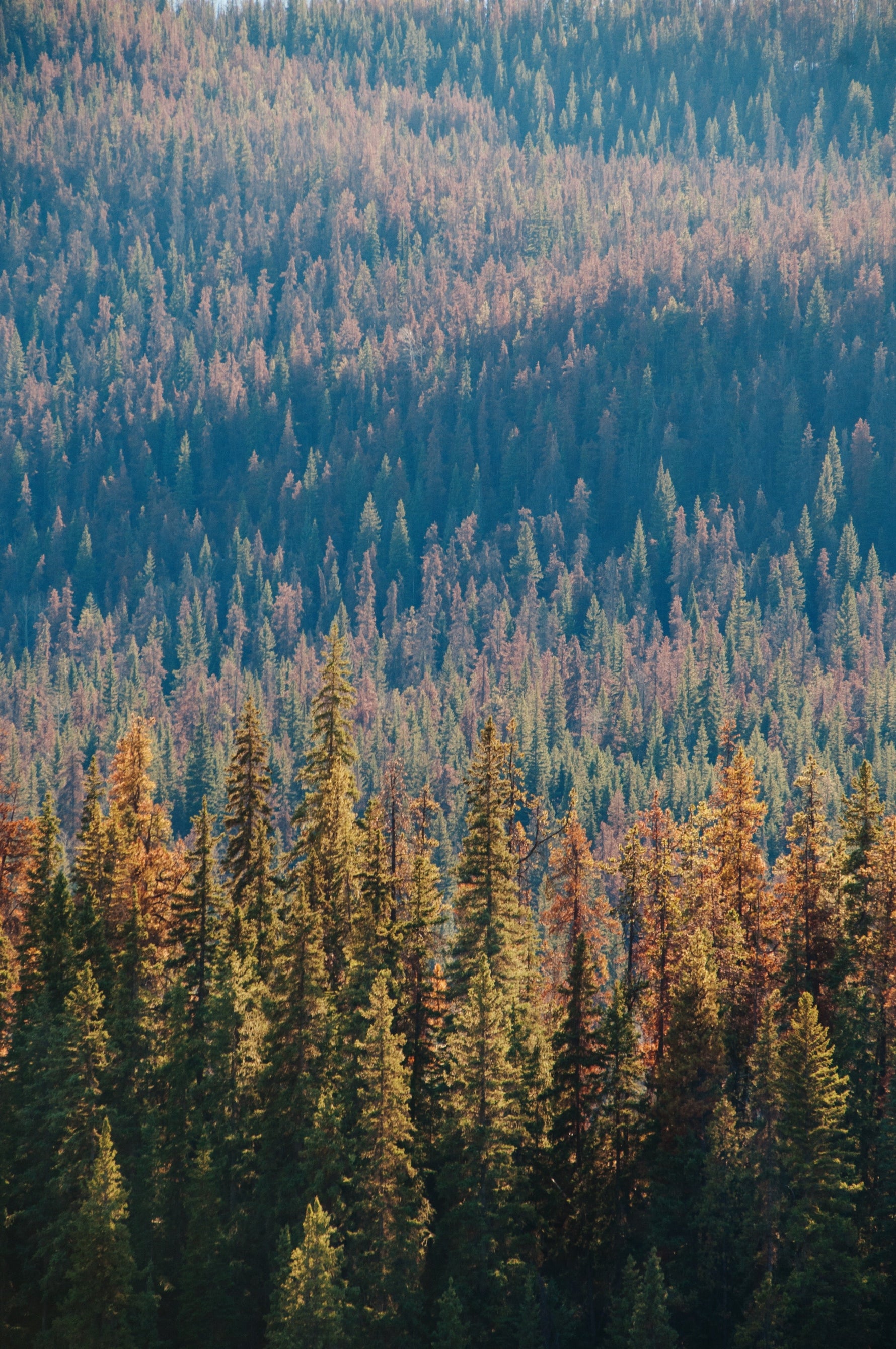 Is Larch Good Firewood? A Complete Guide to Larch Logs for Home Heating